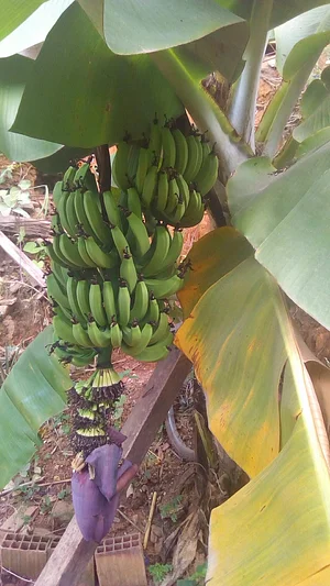 Horta Na Morada da UFF 9
