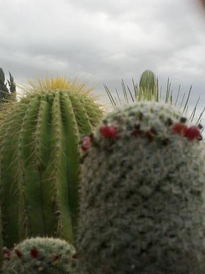 Abrojos