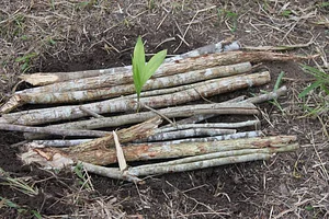 Agrofloresta Ecovila Bom Lugar 1