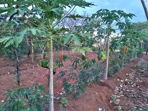 Canteiro em 2o ciclo com Mamao e Mandioca