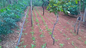 milho cultivado em faixa com canteiros de SAF
