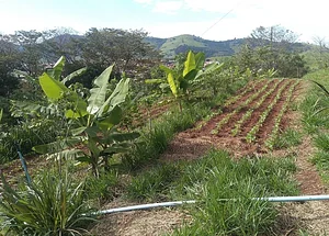NEA “Raiz do Campo” 1