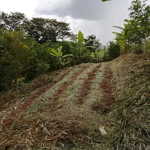 NEA “Raiz do Campo” 2