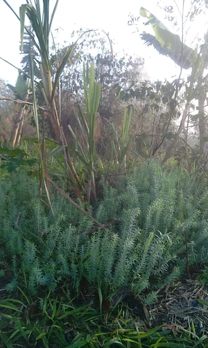 Agrofloresta da Estação Agroecológica Bora