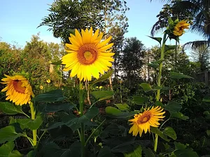 Florada do girassol