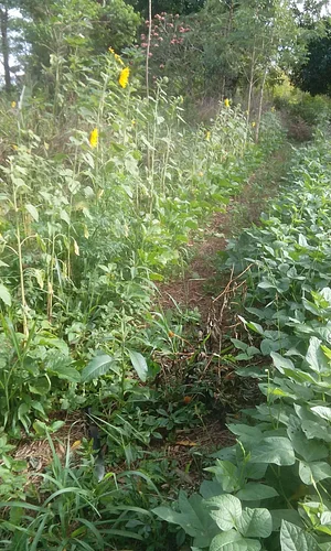 Renovação saf 02. Linhas 6 e7. Foto do plantio de borda. Café podado esta no centro. Nível do so