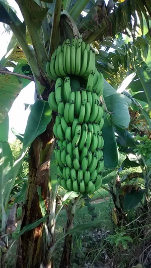 Fuê simples natural 1
