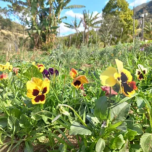 Jardim sensorial 3