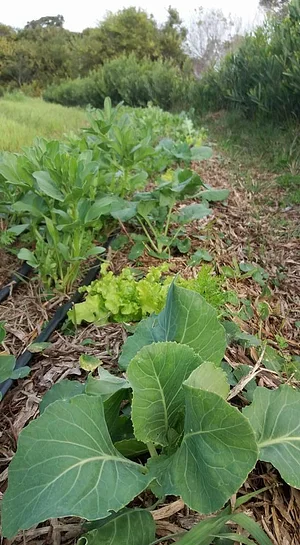 Sítio Agroflorestal Jardim das Acácias