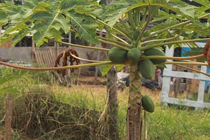 Agrofloresta Yebá 4