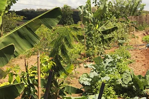 Agrofloresta Yebá 5