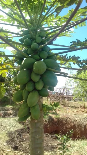 Horta Comunitário no Guará QI 10