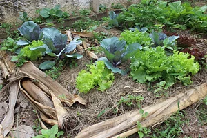 Núcleo De Agroecologia Apetê Caapuã