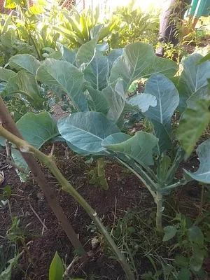 Hortas Urbanas da Planta na Rua RJ 2