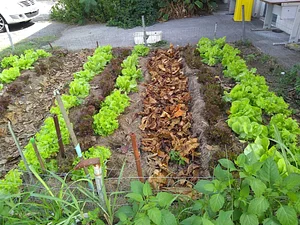 Hortas Urbanas da Planta na Rua RJ 4
