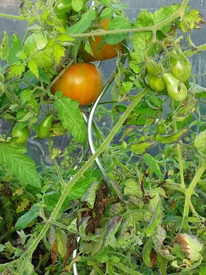 Permaculture, Agroécologie et Agriculture Aauvage à Gravelines