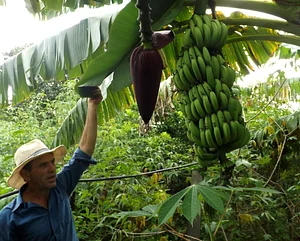 Rede Pouso Alto Agroecologia 4