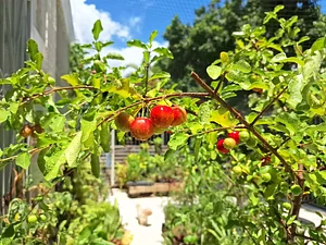 Acerolas