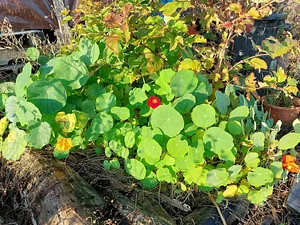 Essaimances 12