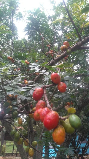 Horta Agroecológica Ipanema