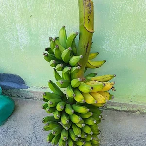 Banana Agrofloresta Terra Prometida