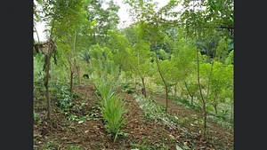 Agricultura Regenerativa En la Antigua Granja Maya 4