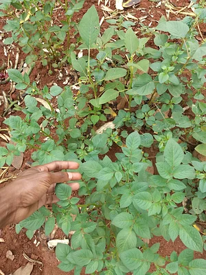Organic potatoes gardening with Amaranth golden giant together