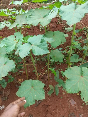 Organic okra gardening