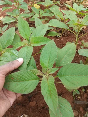 Two month ago i start growing amaranth golden giant